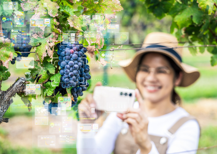 Woman in winery using phone to identify grapes