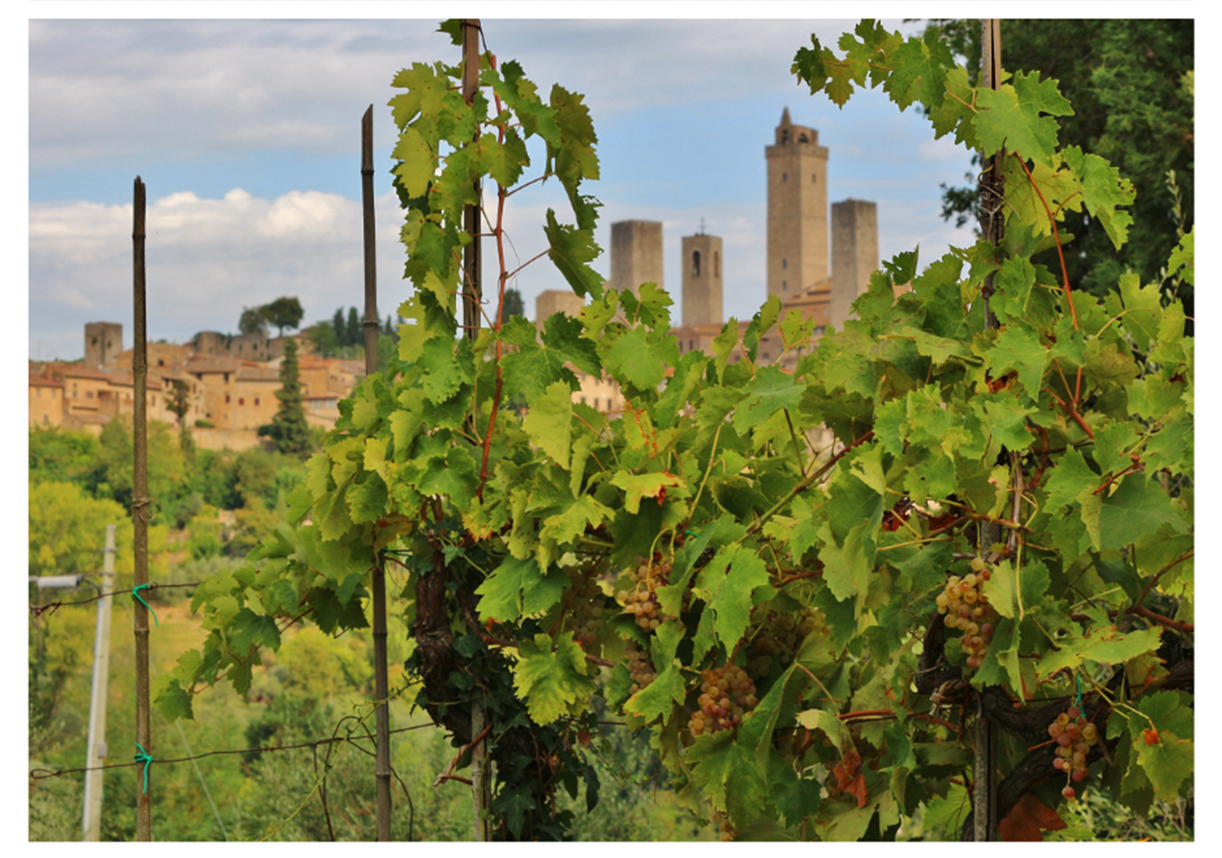 Vernaccia di San Gimignano: Tuscany's Overlooked Treasure