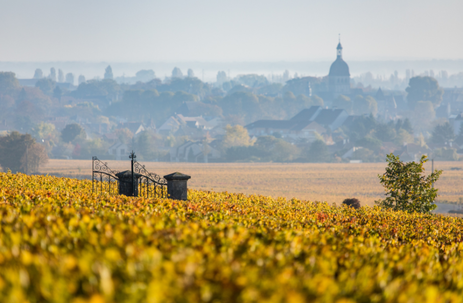 Bourgogne Wines Defy Market Challenges with Global Growth