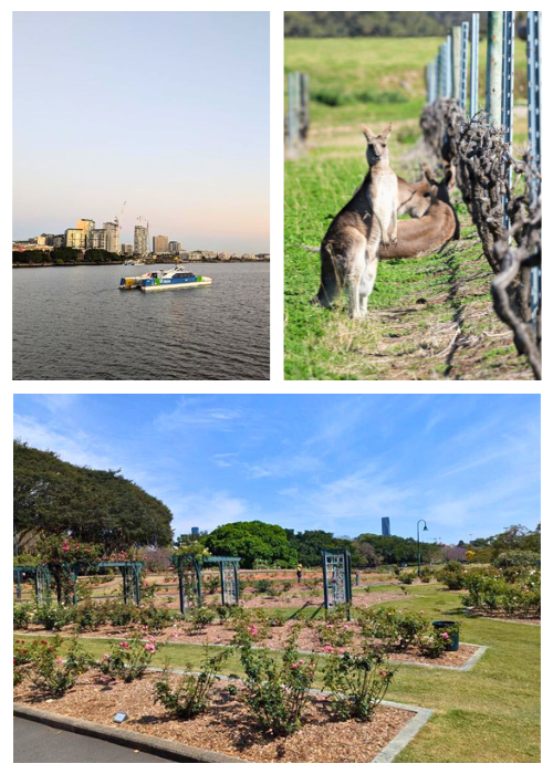 Sunshine Coast Wine and Brisbane’s Rising Charm