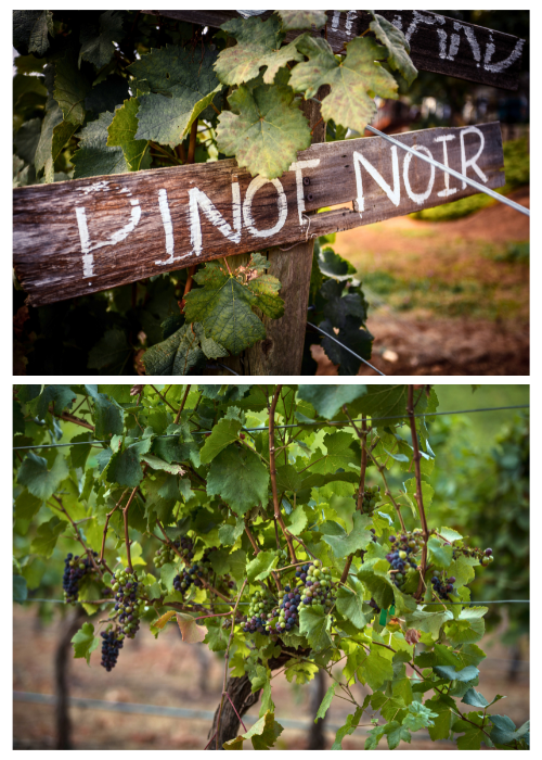 The Many Faces of Pinot Noir: A Grape Shaped by Its Surroundings