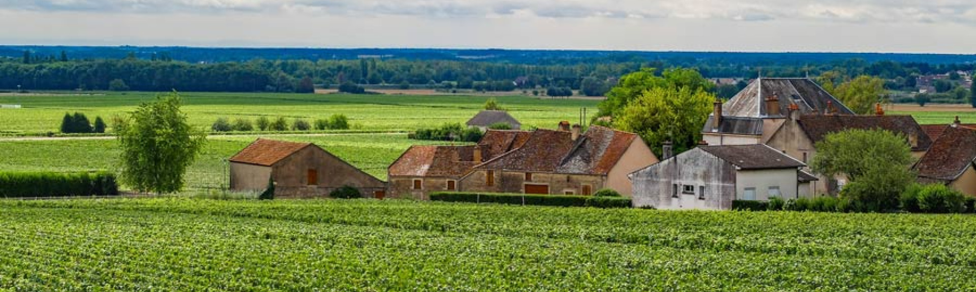 burgundy header image