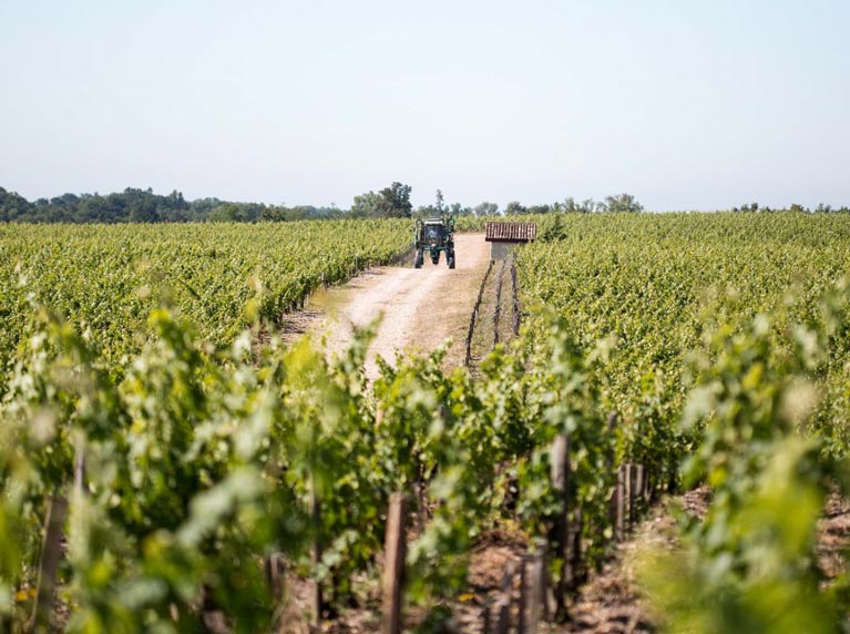 Bordeaux En Primeur 2023 Vintage: A Huge Opportunity? 